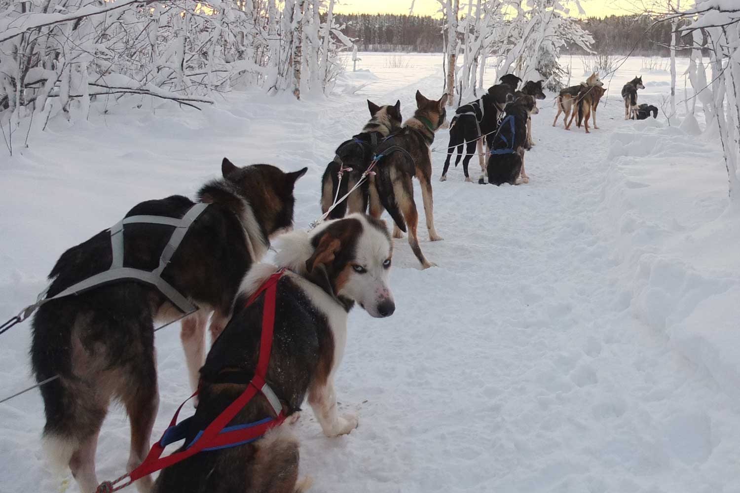 dog sled lulea tours