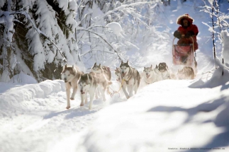 Dog sledding Lapland-Credits-Fredrik-Broman