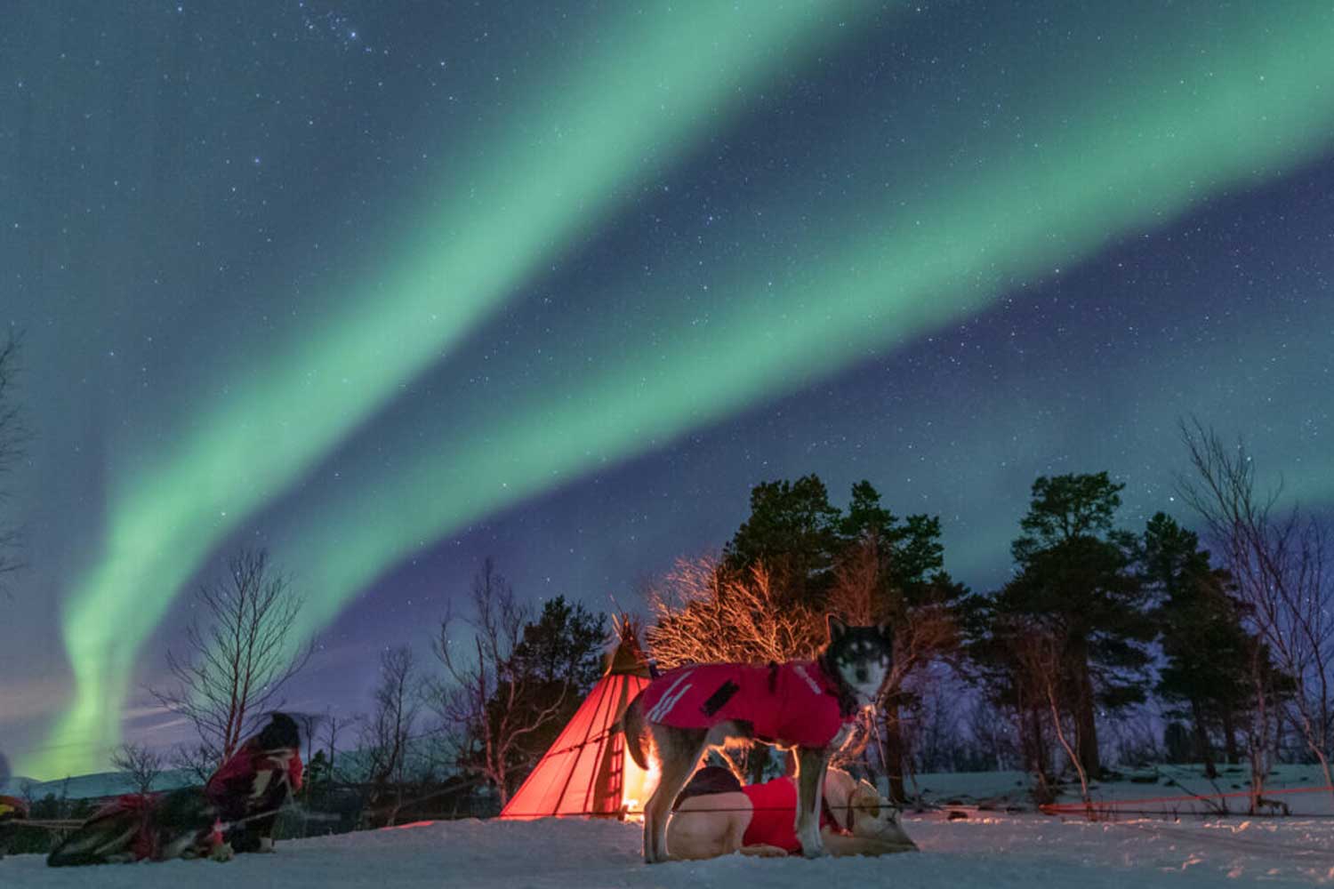 Aurora-Dogsled-Credit_Kiruna-Dogsled