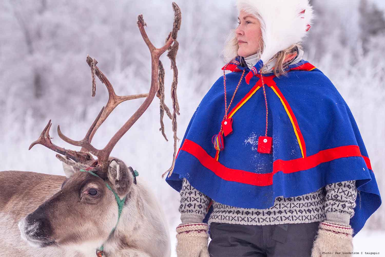 Feed-the-reindeer-credit-Per-Lundström-@taigapic