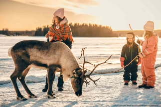 Feed the Reindeer